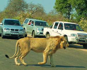 Lion Road Trip
