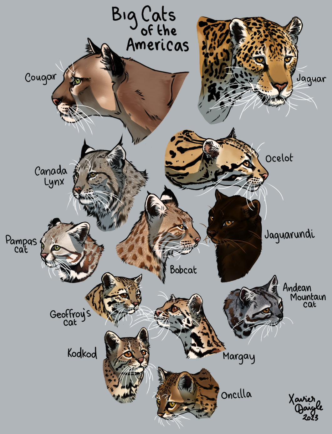 Wildcat English Big Cats Jaguar Different Species Of Wild Cats The