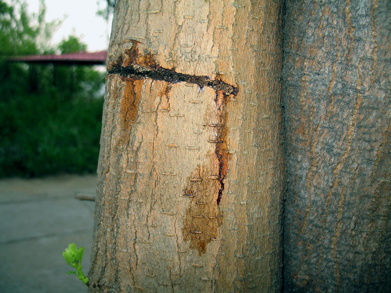 Tree Pain by unEyeOnU on DeviantArt