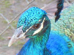 peacock by KhleoX0