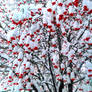 Snowy Roan Tree