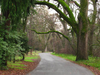 Canopy Road