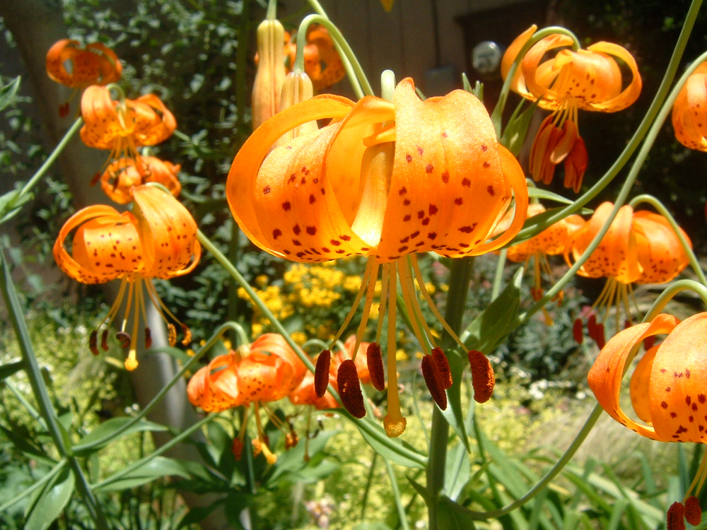 Pumpkin Parachute Lillies