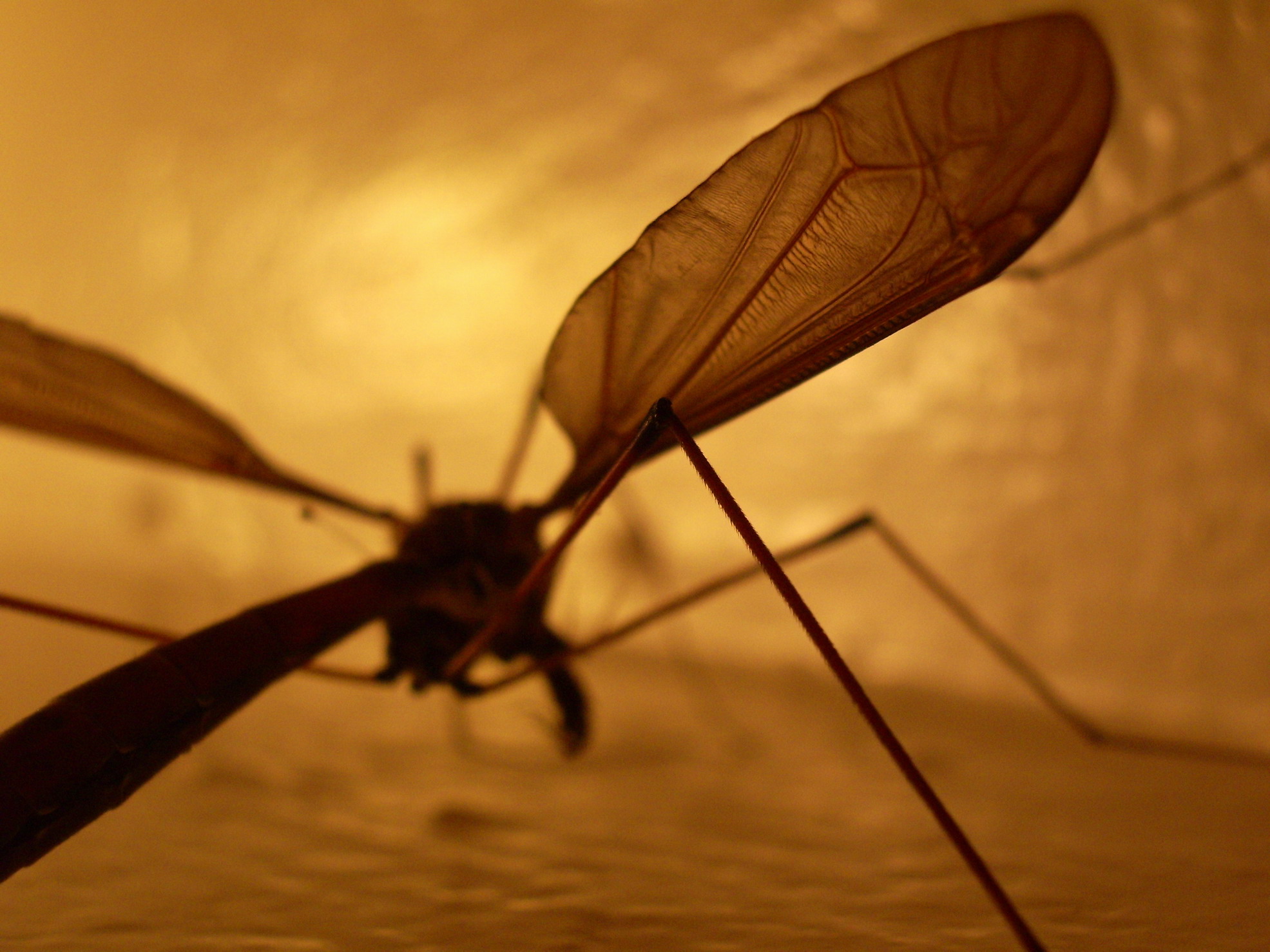 Crane Fly Wing