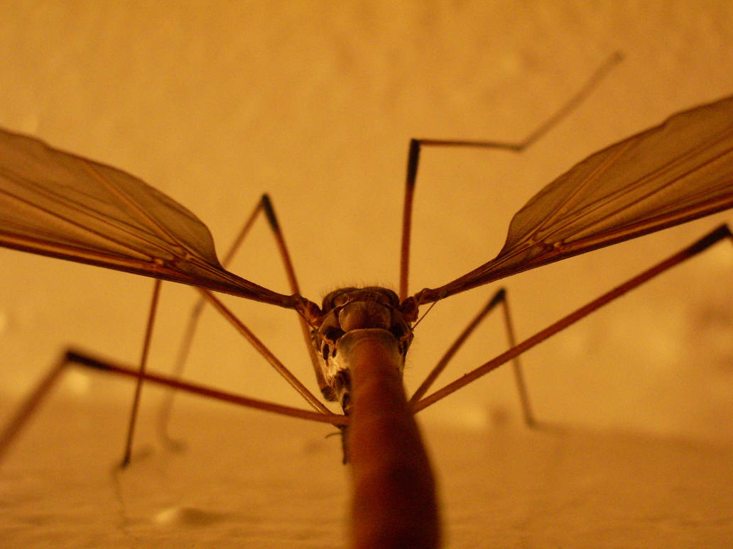 Crane Fly Perspective by Eris-stock on DeviantArt