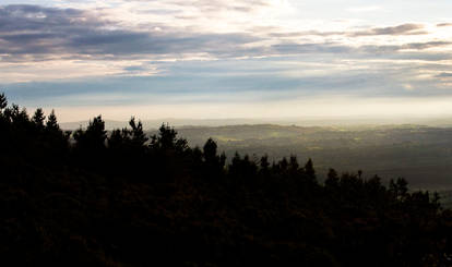 Sloping Trees