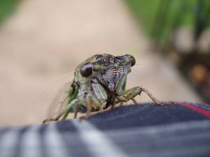 Cicada Front View