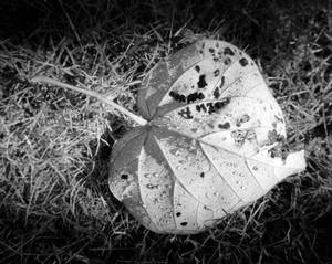 Leaf with dew