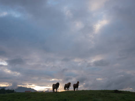 All the pretty horses