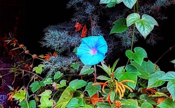 Invasive Blue Flower