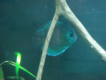 Blue Discus