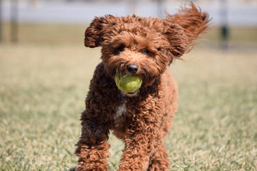 At the Dog Park