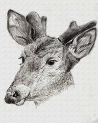 Deer