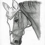 Show Jumper Sketch