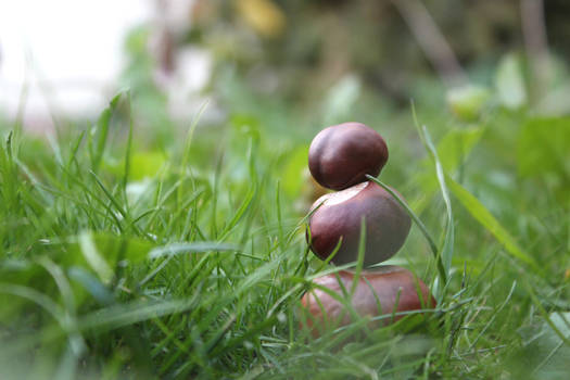 Three chestnuts