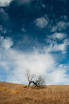 A lonely tree on a hill by DANZIEG