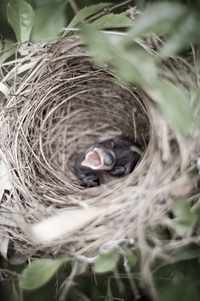 Little Hatchlings