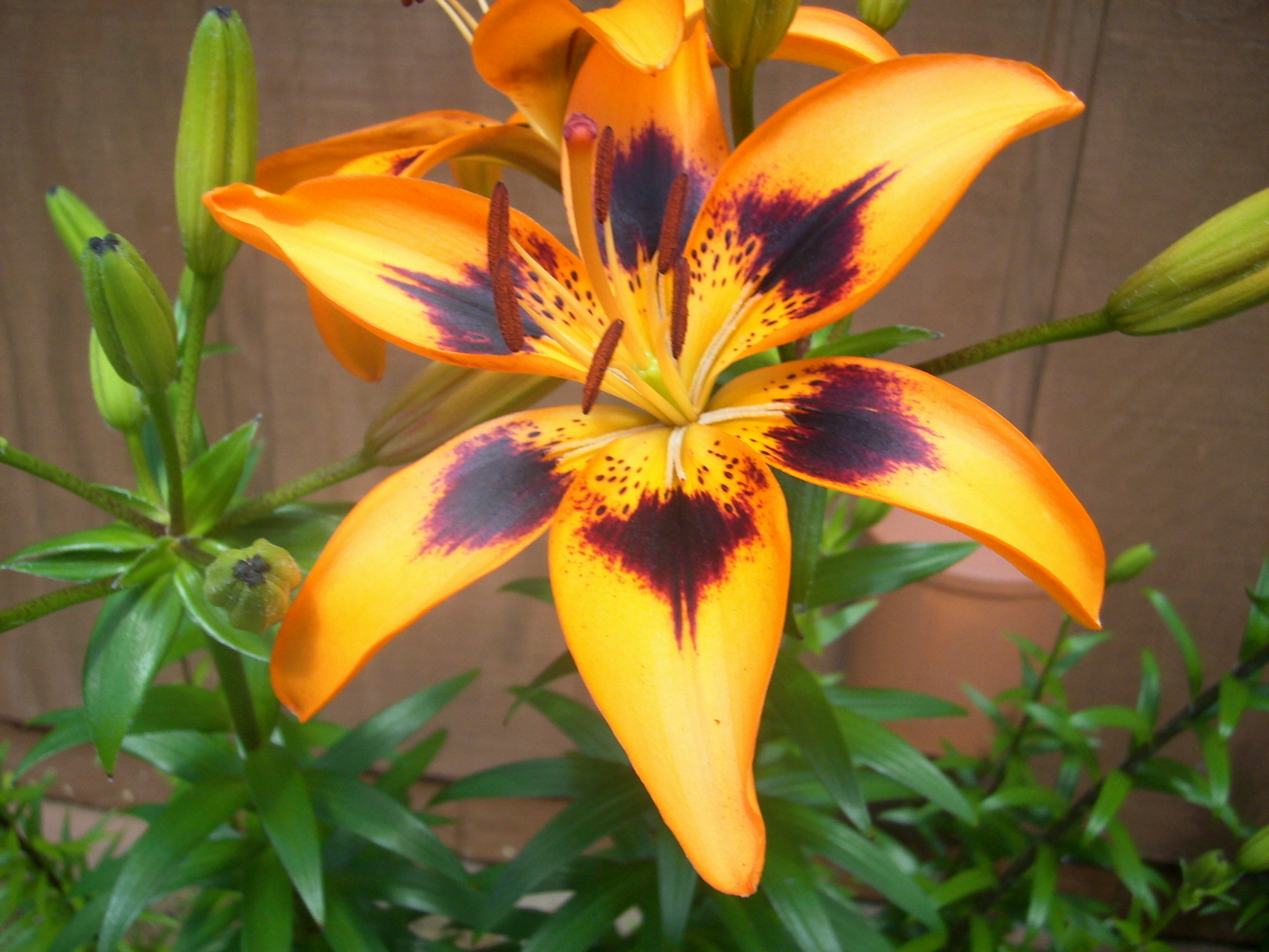 Tiger Lily