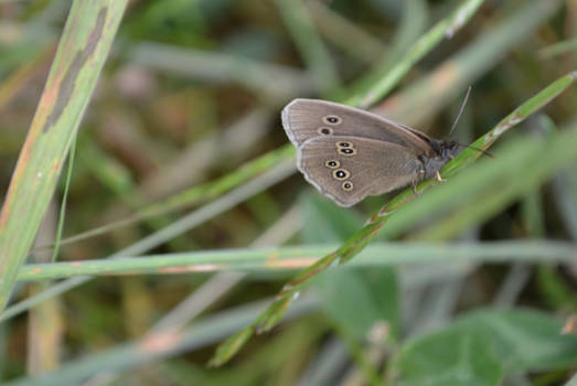 Ringlet