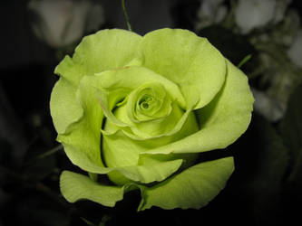 Green Rose