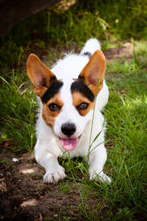 Dog - Jack Russell