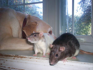 Ratties and Basil