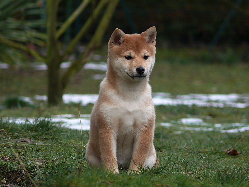 Edge, the Shiba Inu