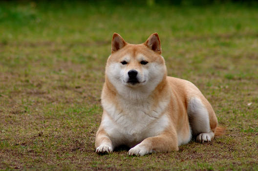 Edge the Shiba Inu