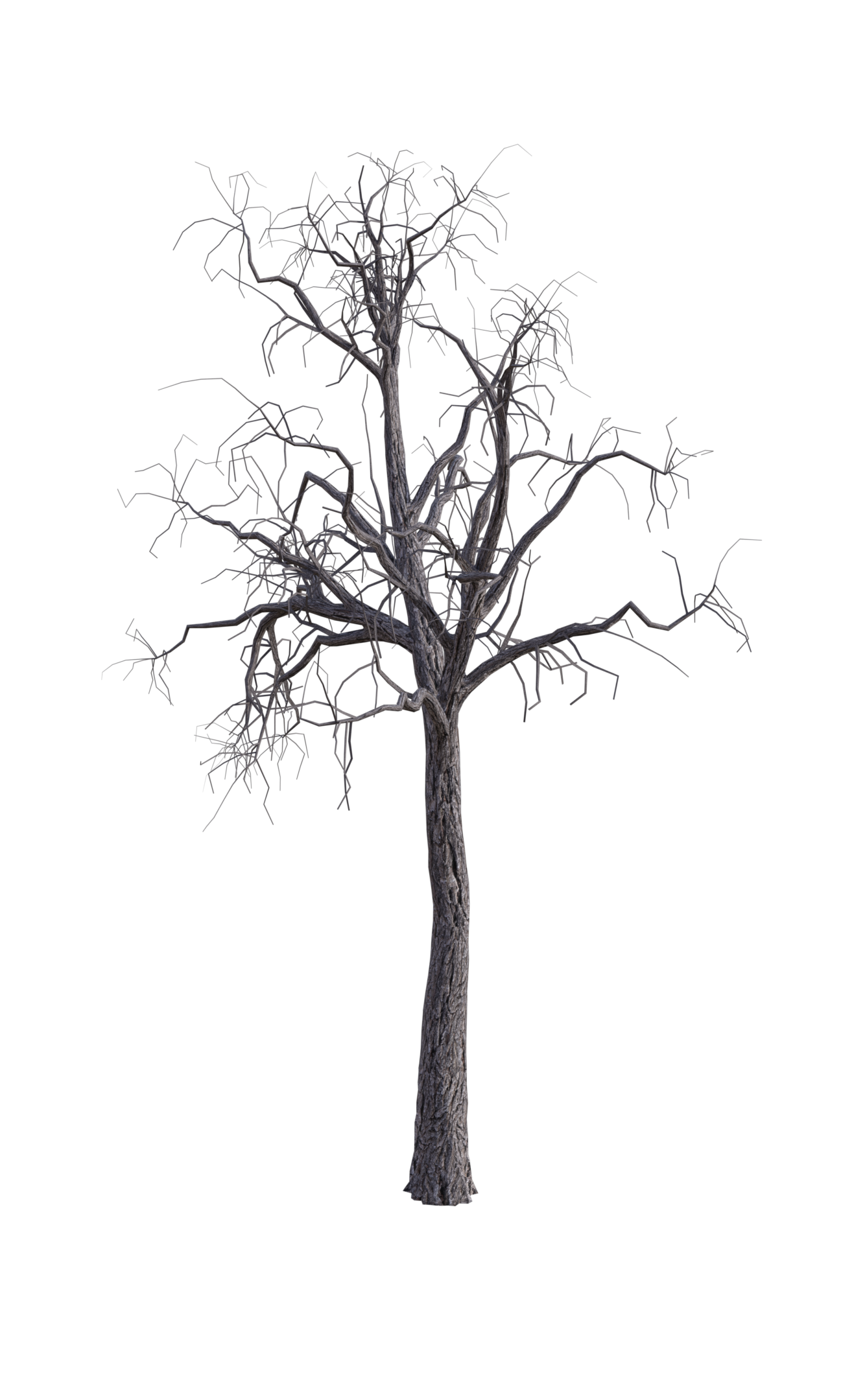 Pine Tree Branch 2, Png Overlay. by lewis4721 on DeviantArt