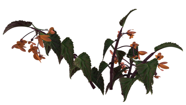 Plant Deviantart Plant 23 by KraftyKreations on DeviantArt