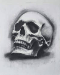 Skull study