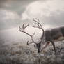 Tundra
