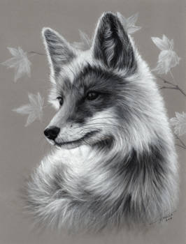 Red Fox