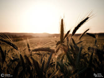 grass in the sunset