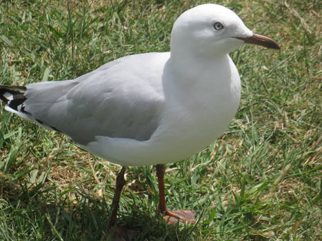 Silver Gull