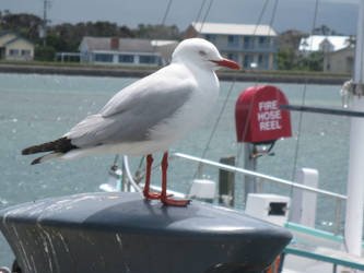 Silver Gull on pylon