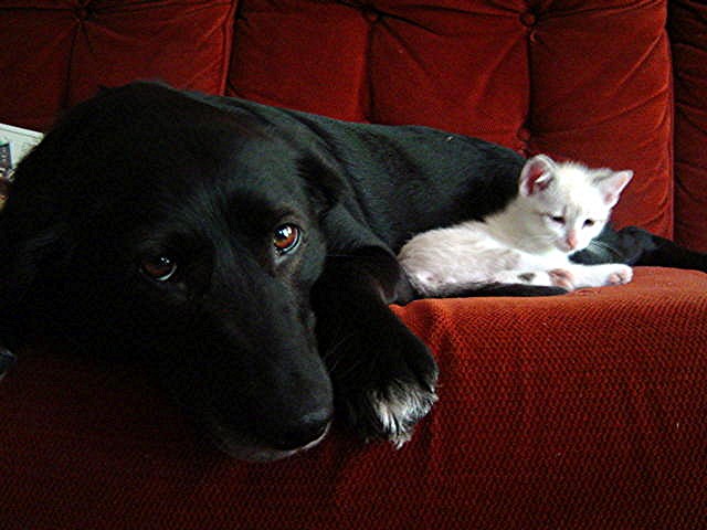 black dog white cat by heidio164 on DeviantArt
