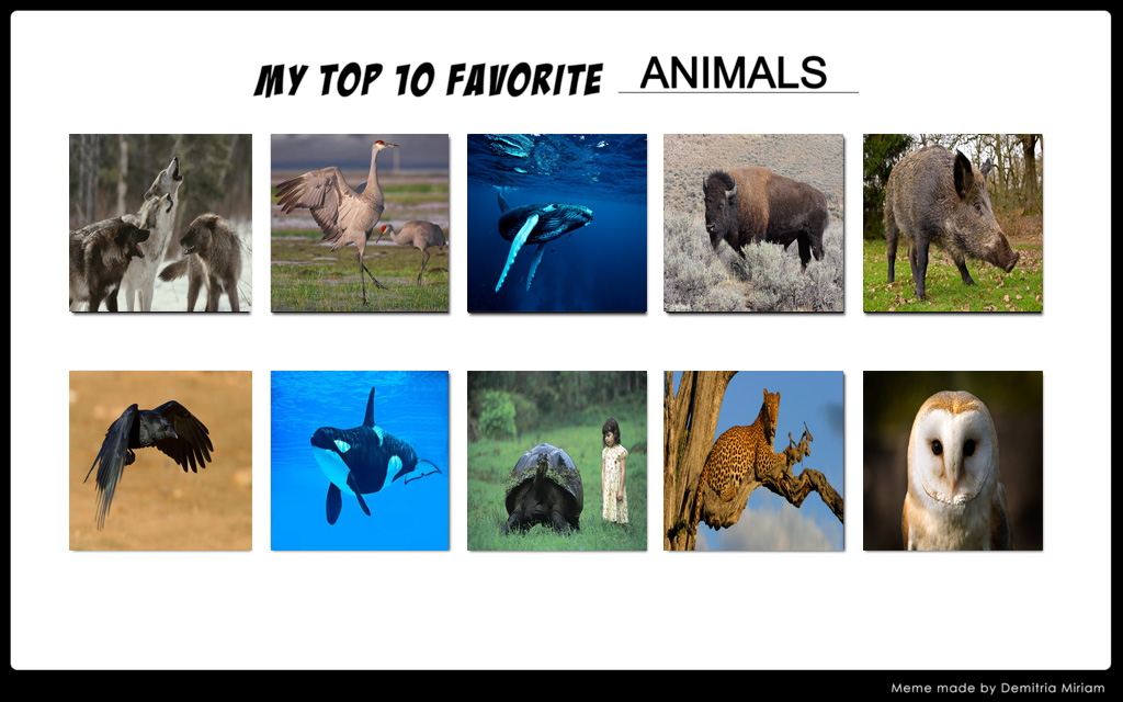 My Top 10 Favorite Animals by Jdailey1991 on DeviantArt My Top 10 Favorite Animals by Jdailey1991 on DeviantArt