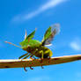 Shield Bug