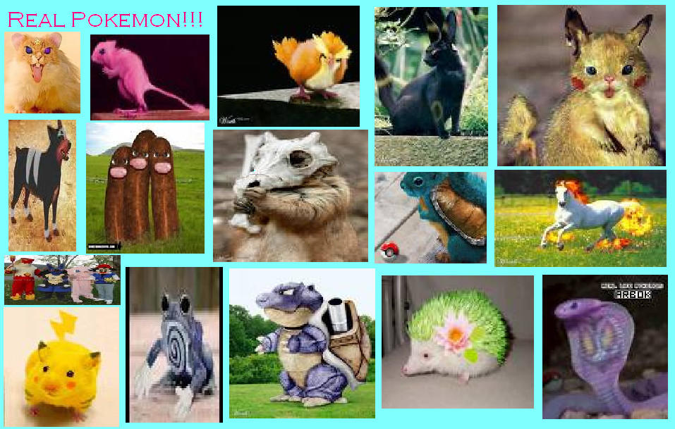 Pokemon Reeal Real Pokemon by MJSBIGGESTFAN123 on DeviantArt