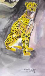 IMG cheetah 0001