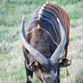 Adult Male Bongo 01