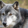 Graying Wolf Portrait 02