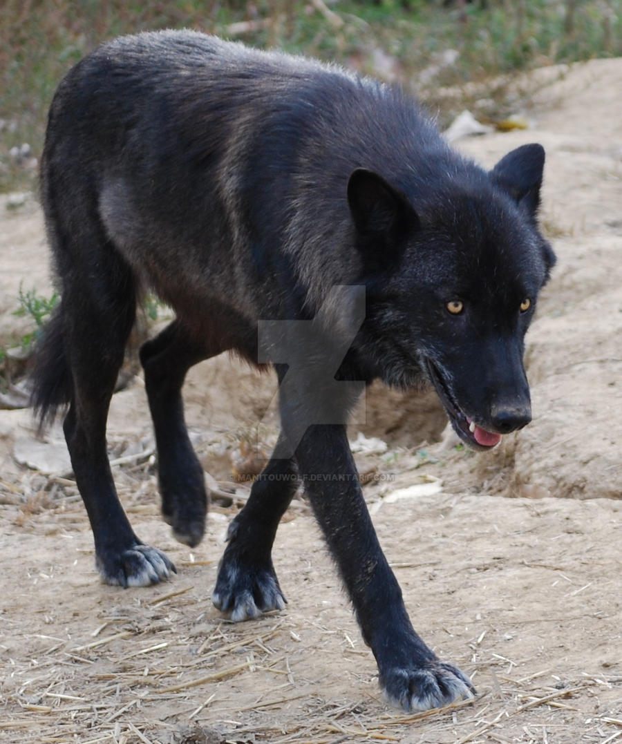 Black She Wolf