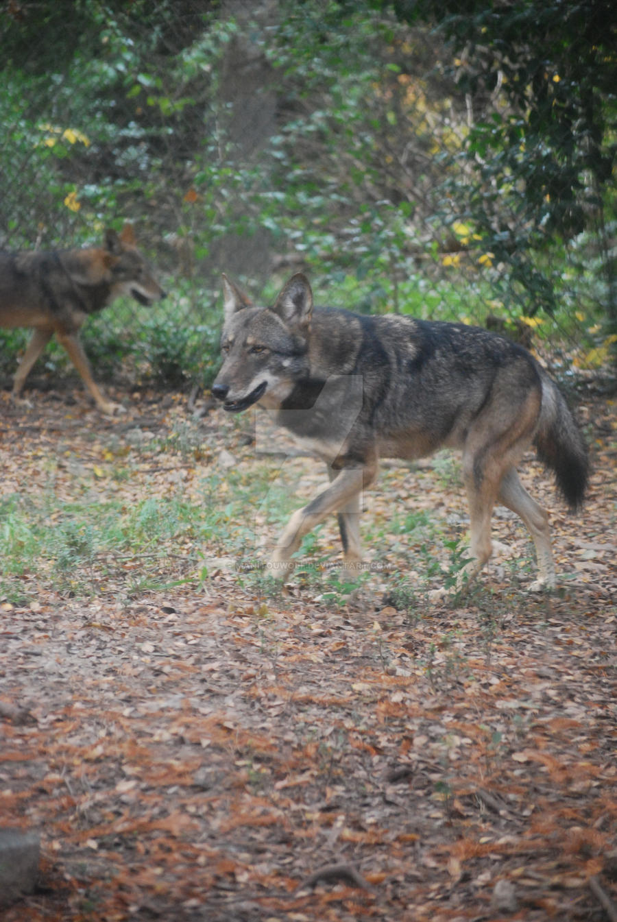 Pair of Red Wolves