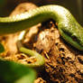 Portrait: Rhino Ratsnake