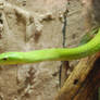 East African Green Mamba 07