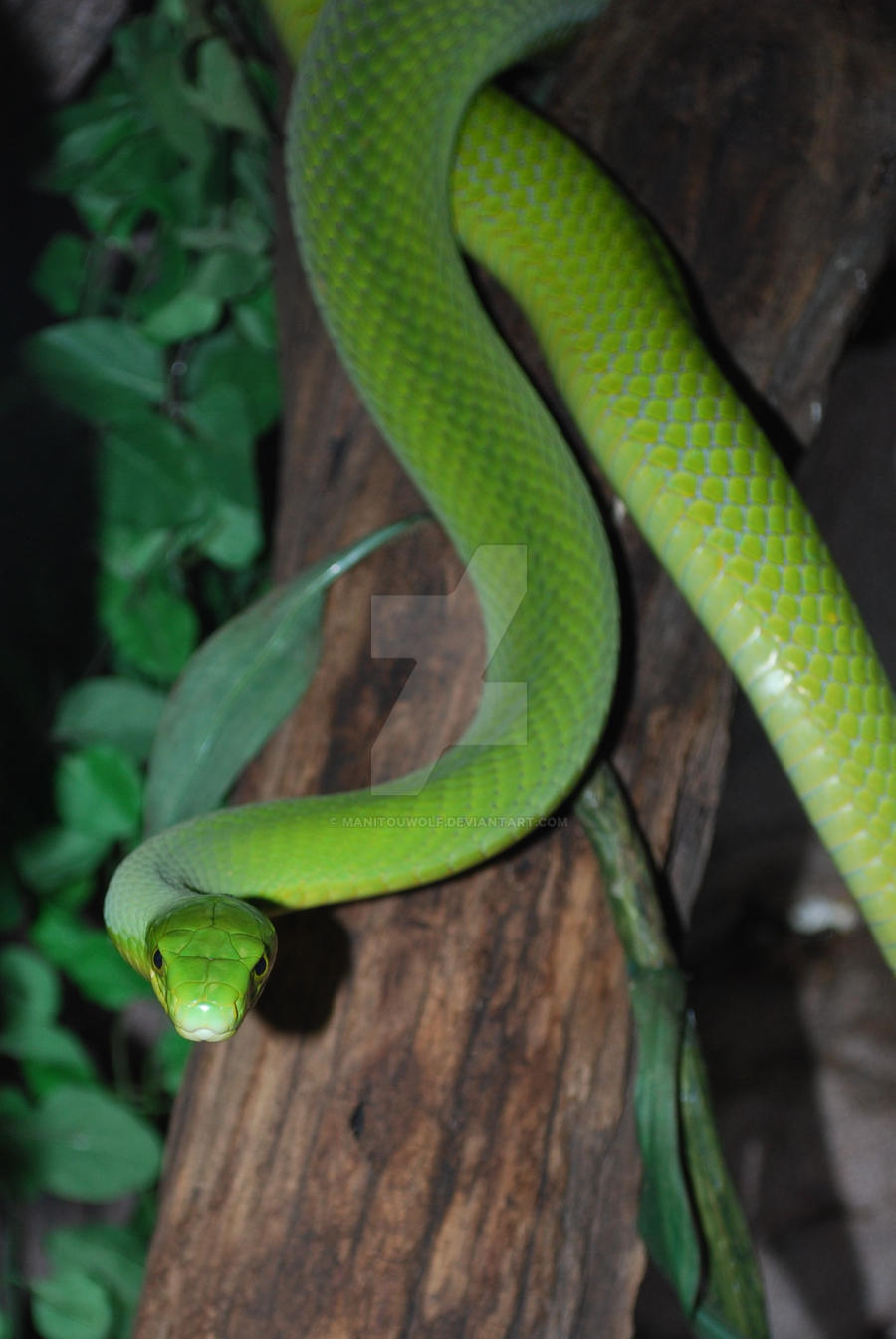 East African Green Mamba 08