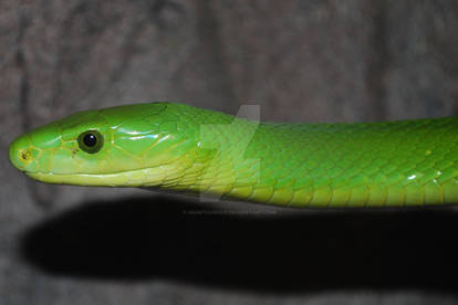 Portrait: Green Mamba 02