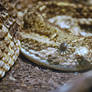 Puff Adder